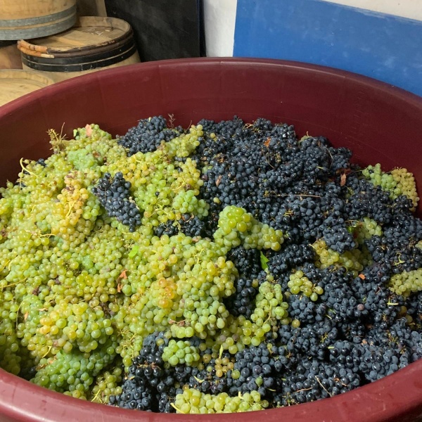 imagem de uvas